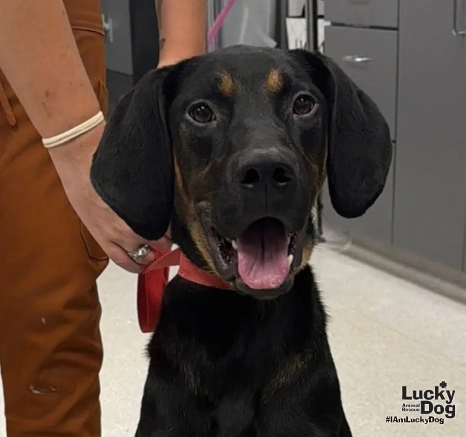 Wrangler - Black and Tan Coonhound