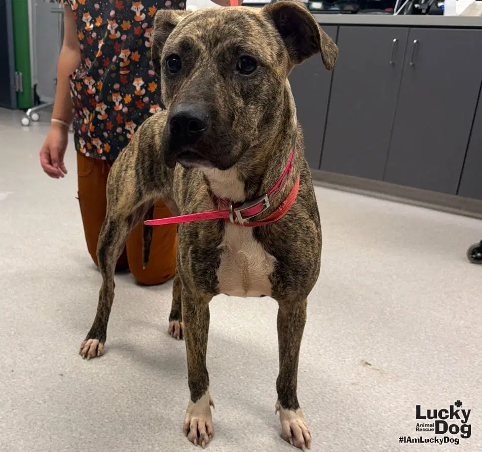 Pumpkin - Plott Hound