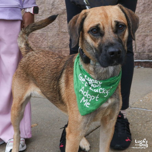 Mystique, a dog for adoption from Lucky Dog Animal Rescue