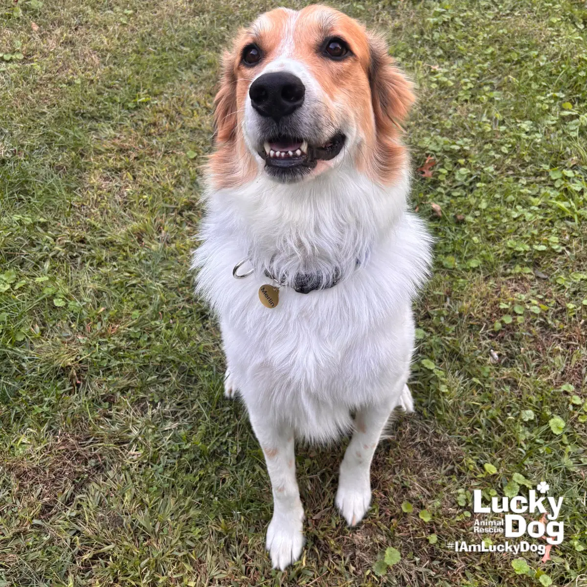 Kong - Great Pyrenees
