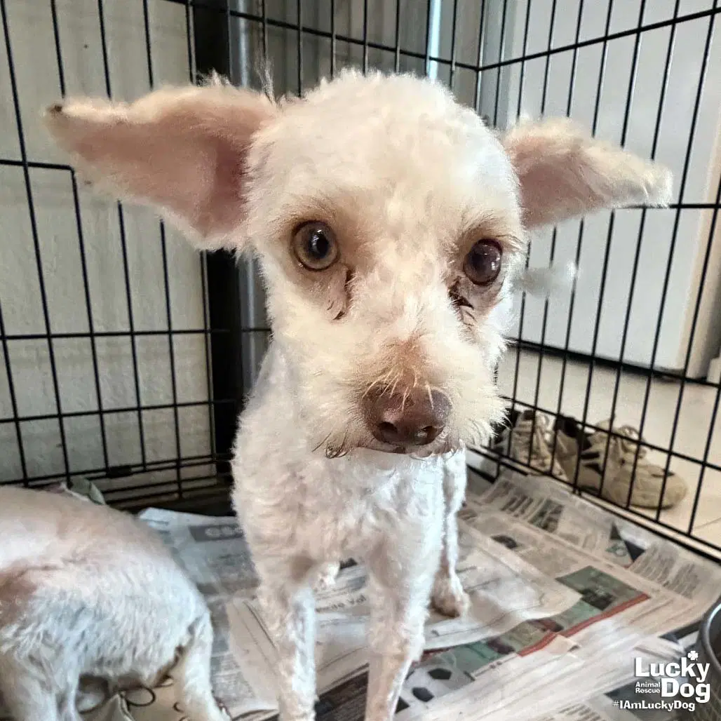 Bianca - Poodle (Miniature)