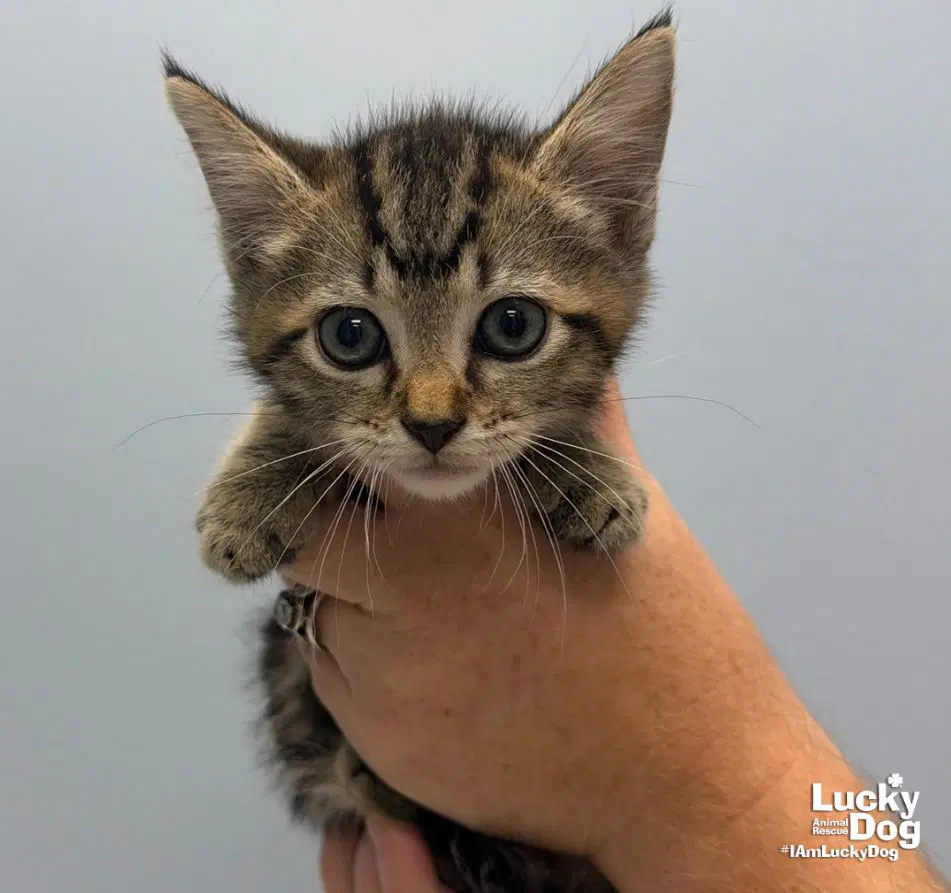 Scrub - Domestic Short Hair