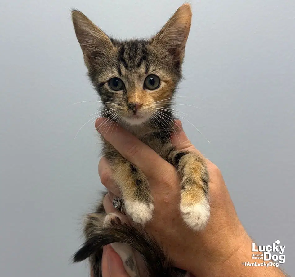 Jolene - Domestic Short Hair