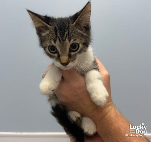 Garnet, a cat for adoption from Lucky Dog Animal Rescue