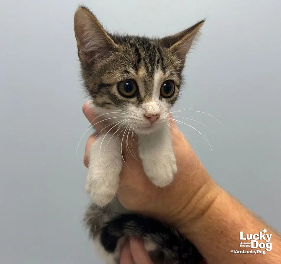 Gravel - Domestic Short Hair