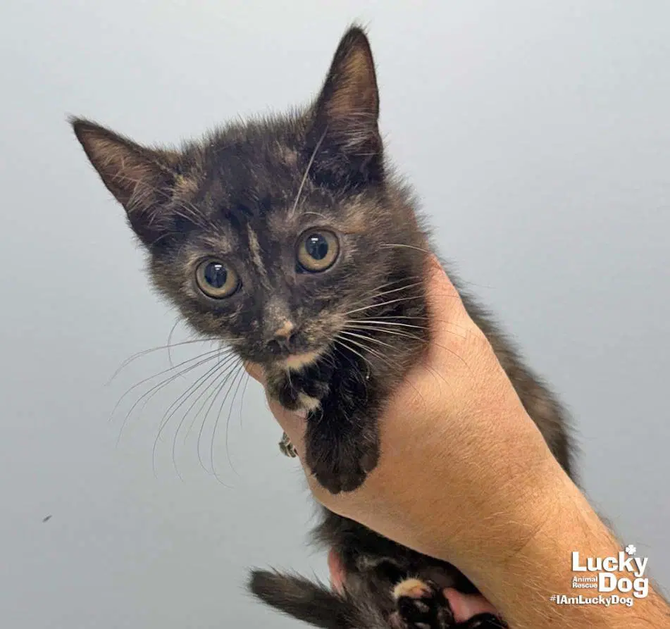 Louise - Domestic Short Hair
