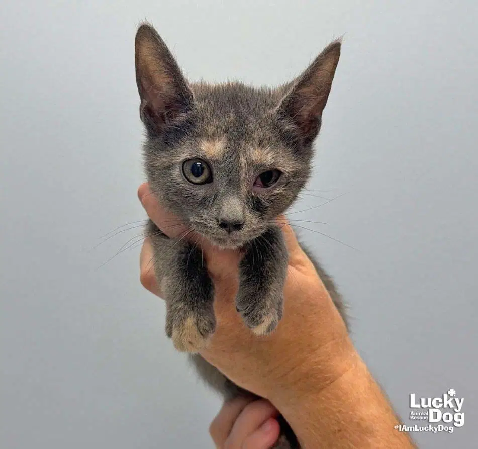 Lumi - Domestic Short Hair