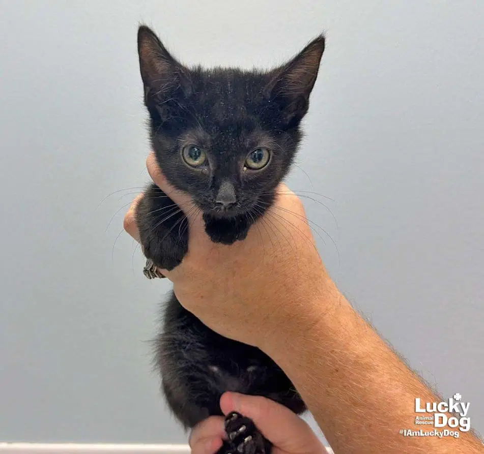 Lavender - Domestic Short Hair