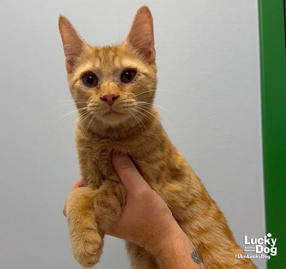 Phil - Domestic Short Hair