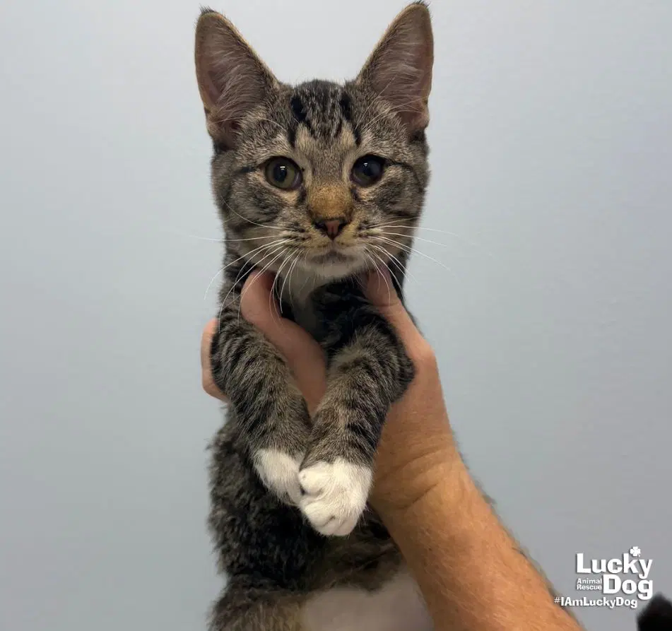 Alan - Domestic Short Hair