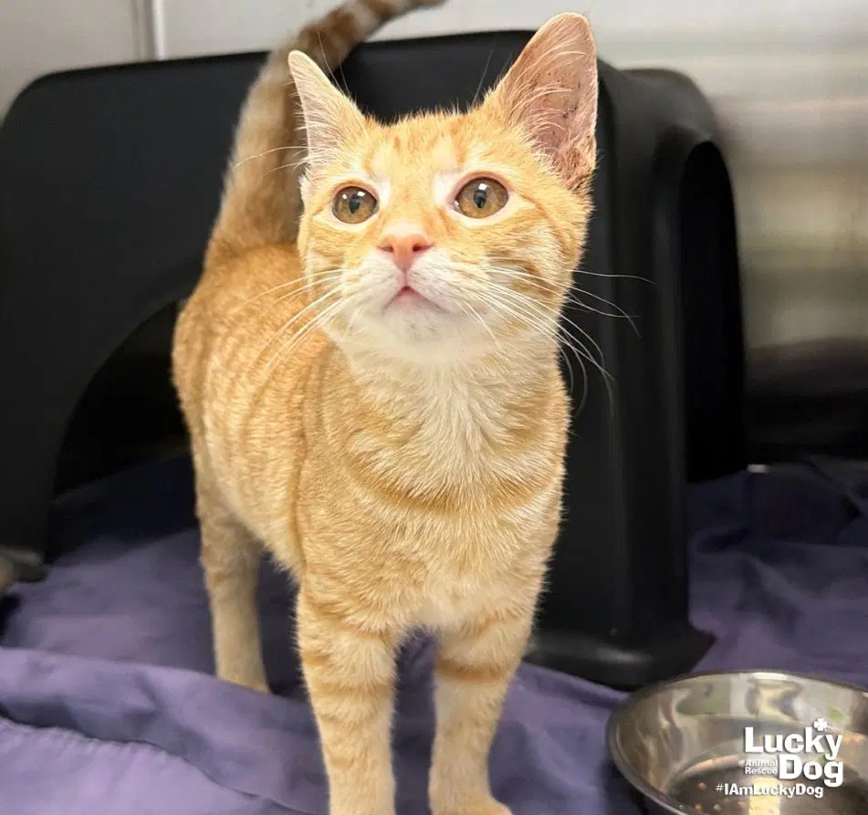Harvey - Domestic Short Hair