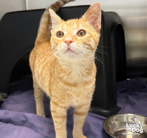 Harvey, a cat for adoption from Lucky Dog Animal Rescue