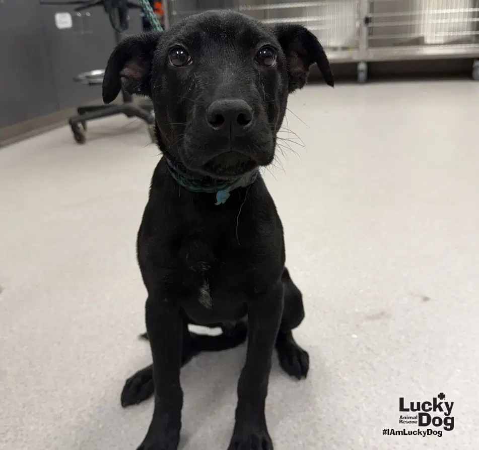 Noah - Labrador Retriever