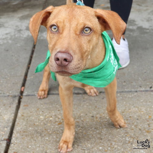 Powell, a dog for adoption from Lucky Dog Animal Rescue