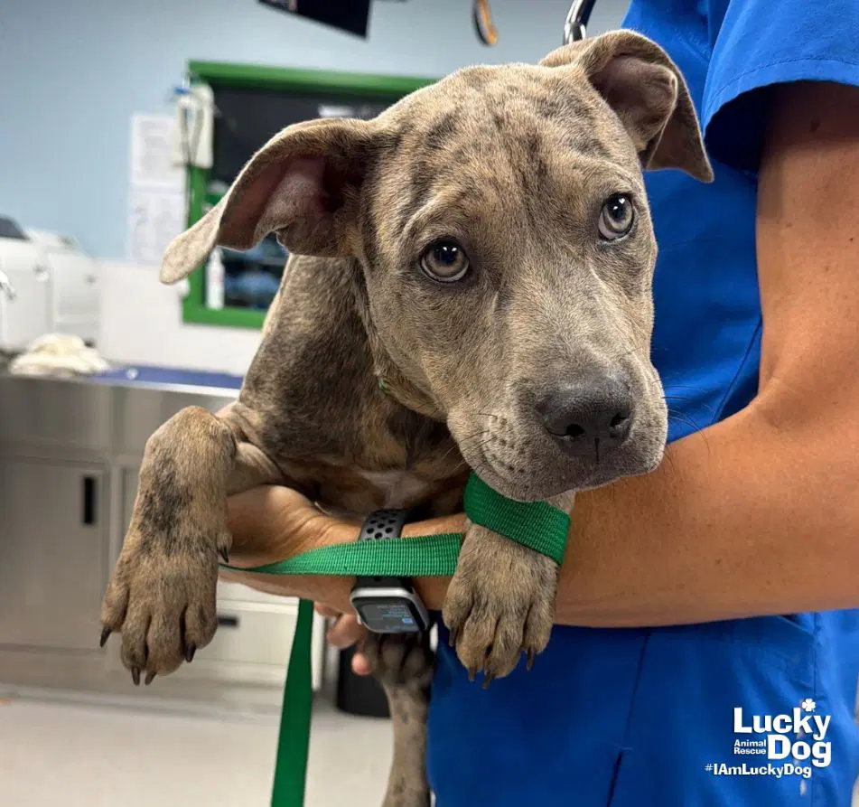 Donald - Catahoula Leopard Dog