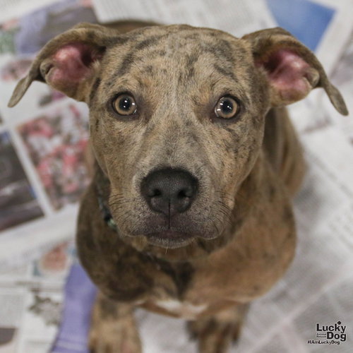 Donald, a dog for adoption from Lucky Dog Animal Rescue