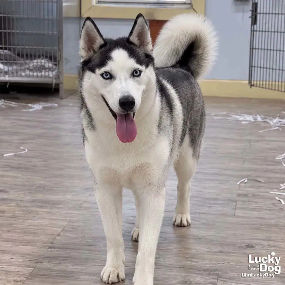 Luna - Husky