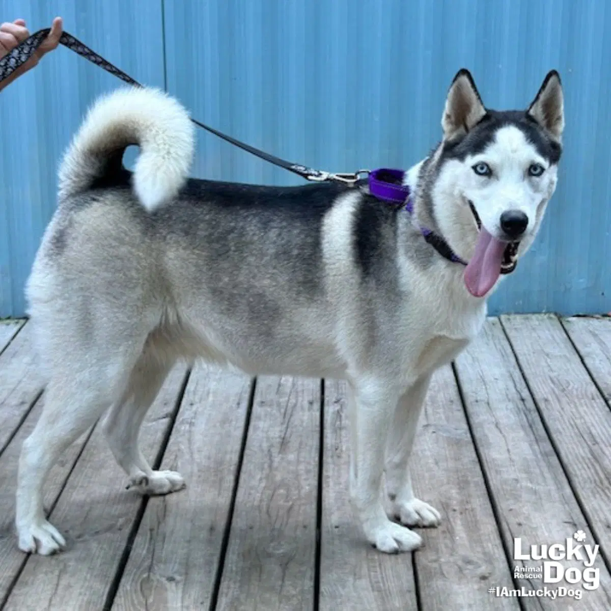 Luna - Husky