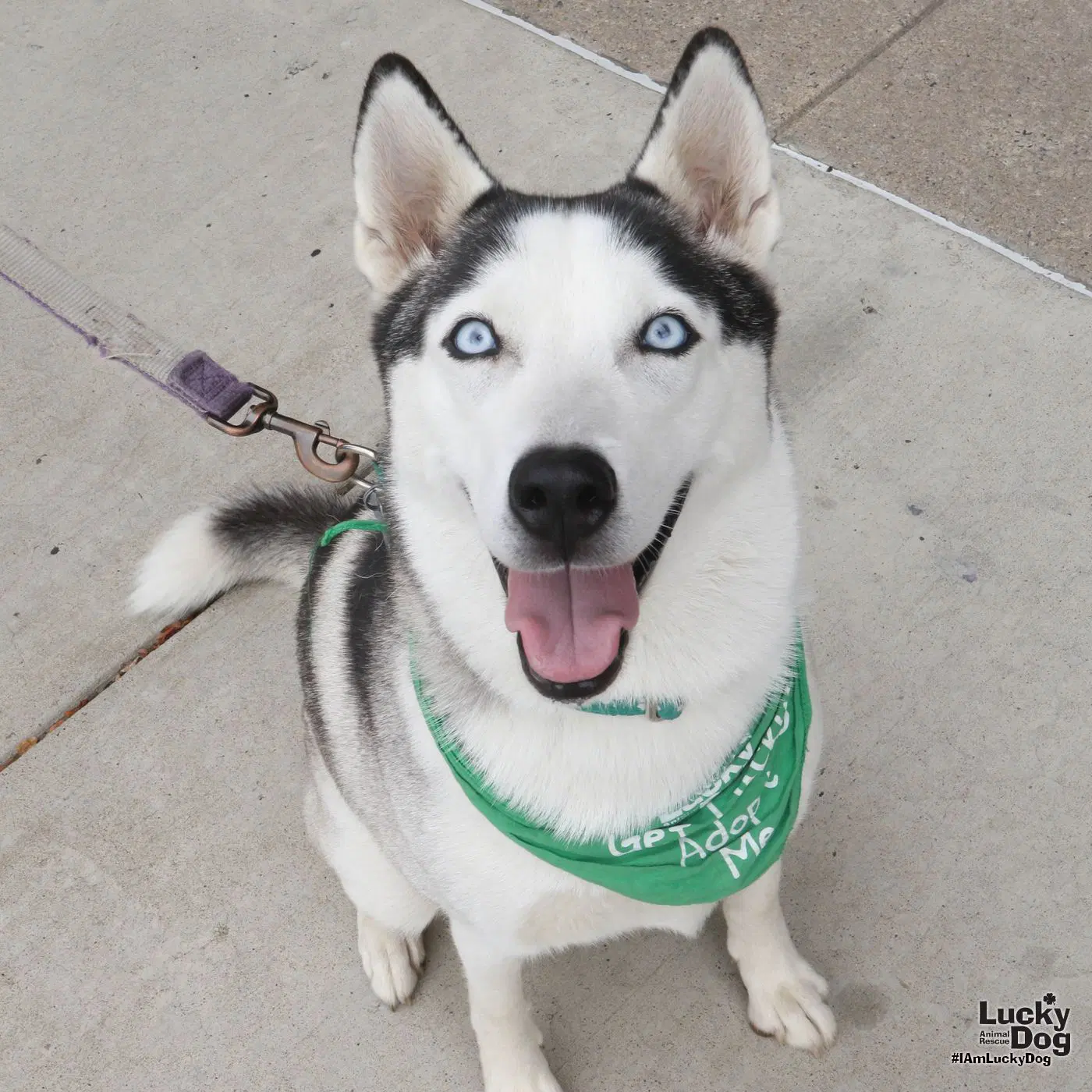 Luna - Husky