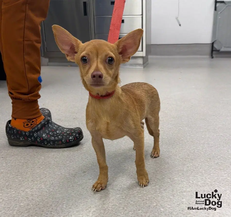 Bruno - Chihuahua