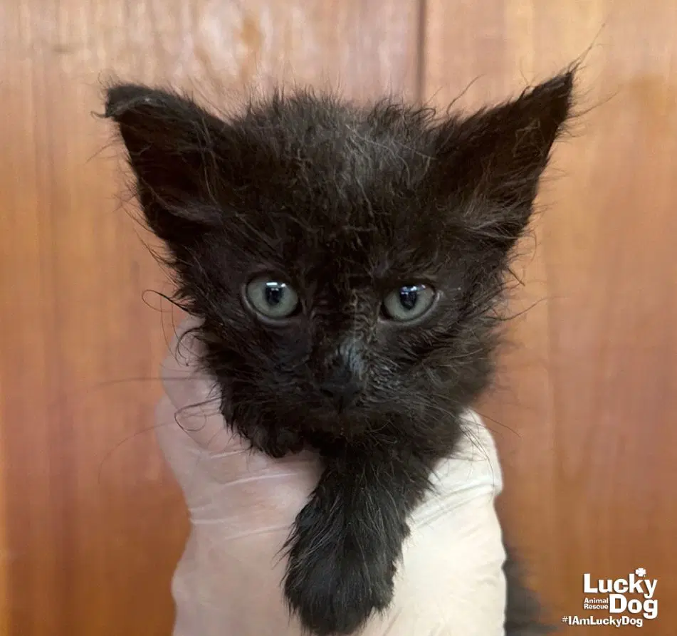 Tarka - Domestic Medium Hair