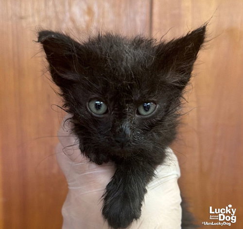 Tarka, a cat for adoption from Lucky Dog Animal Rescue