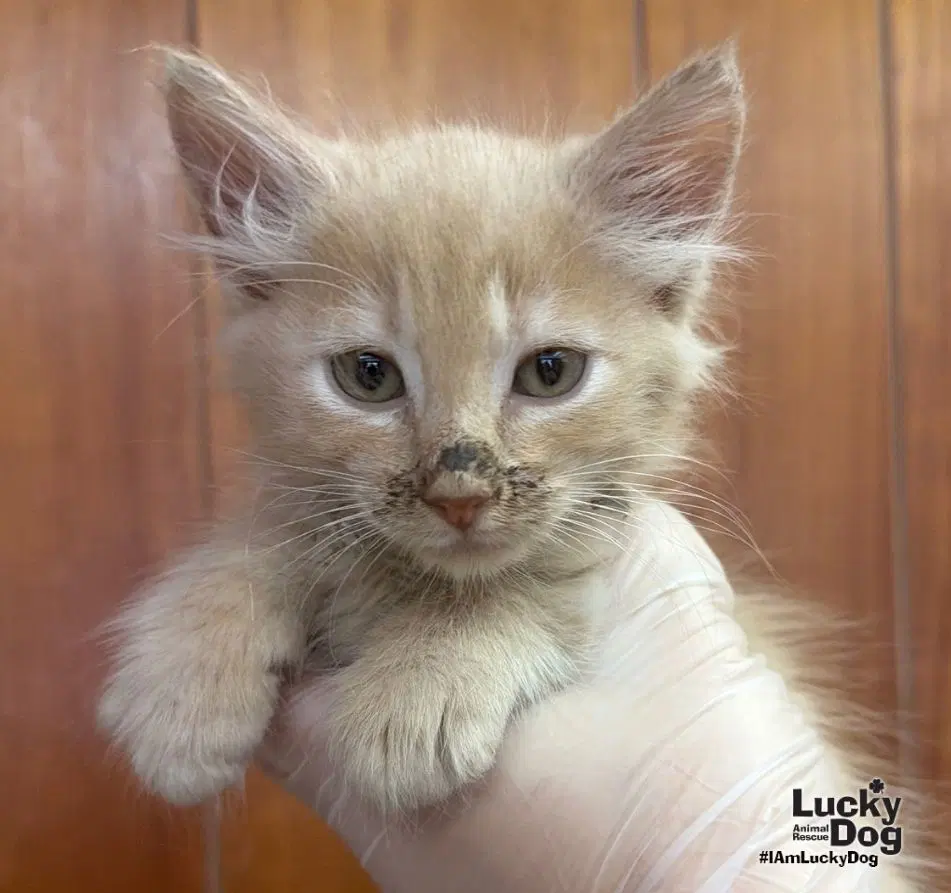 Tonto - Domestic Medium Hair