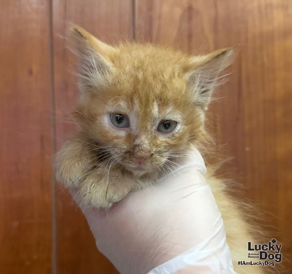 Tansy - Domestic Medium Hair