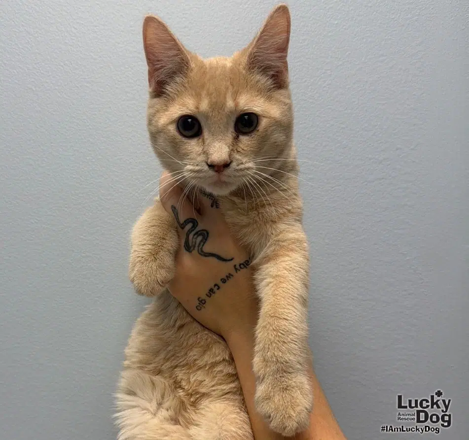 Deeno - Domestic Short Hair