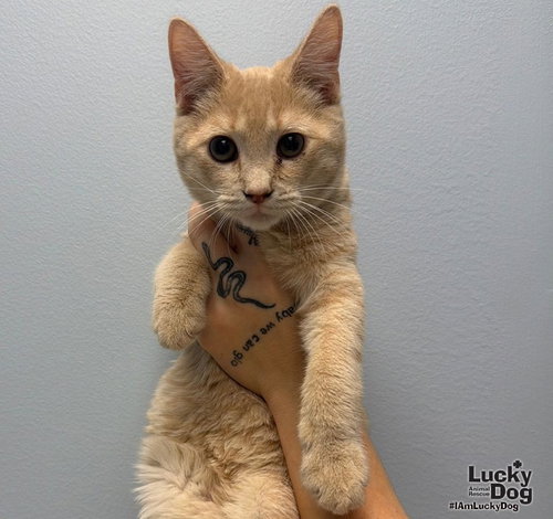 Deeno, a cat for adoption from Lucky Dog Animal Rescue