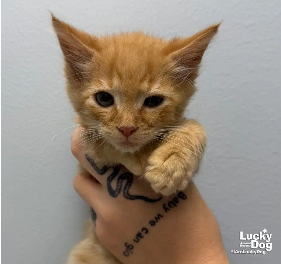Emmet - Domestic Medium Hair