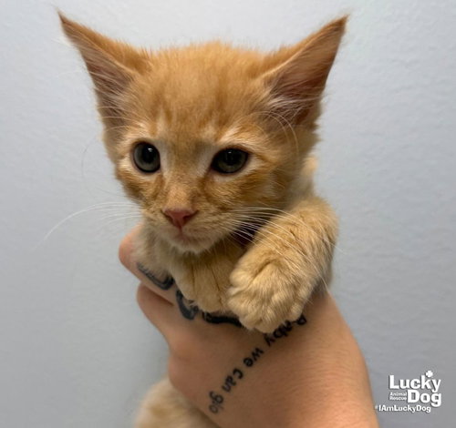 Photo 3 of Emmet