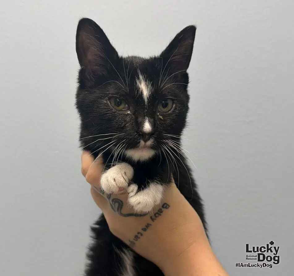 Sophie - Domestic Short Hair