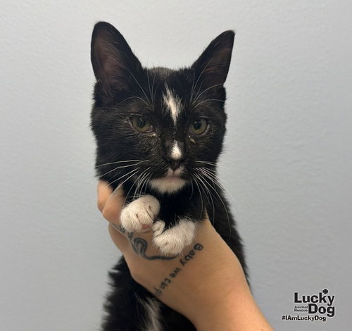 Sophie, a cat for adoption from Lucky Dog Animal Rescue