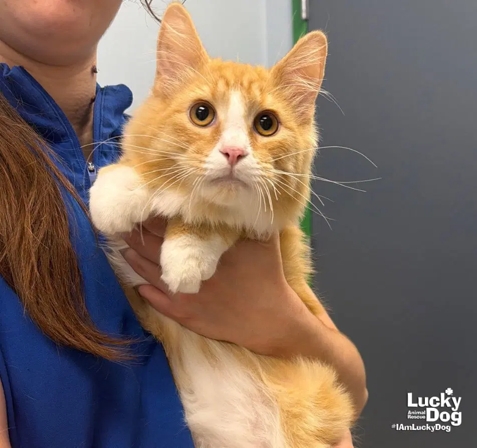 Eeyore - Domestic Medium Hair