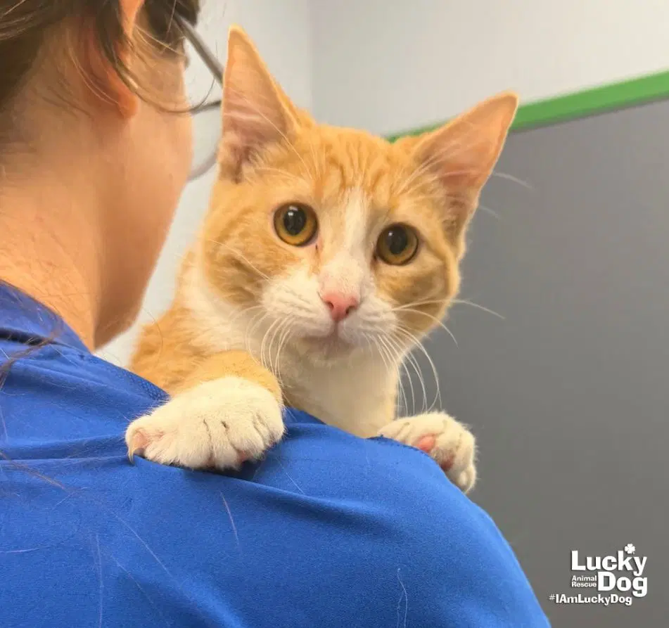 Custer - Domestic Short Hair