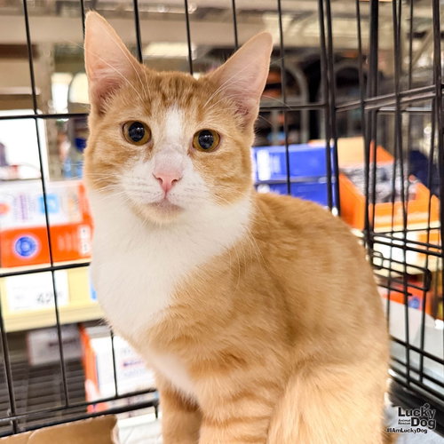 Custer, a cat for adoption from Lucky Dog Animal Rescue