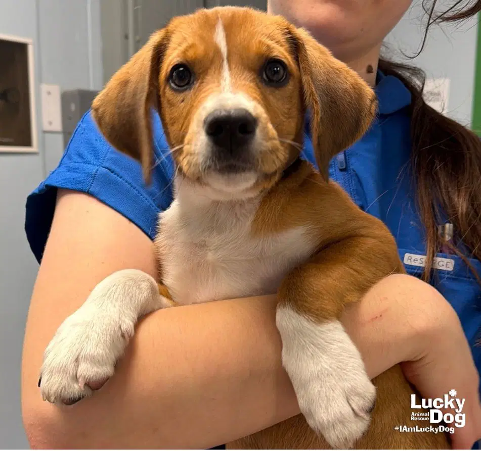 Sweet Taylor - Beagle