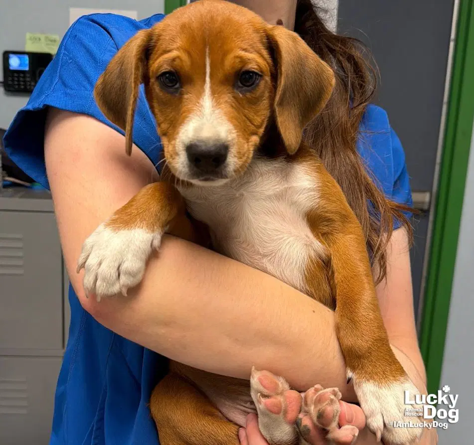 Sweet Swift - Beagle