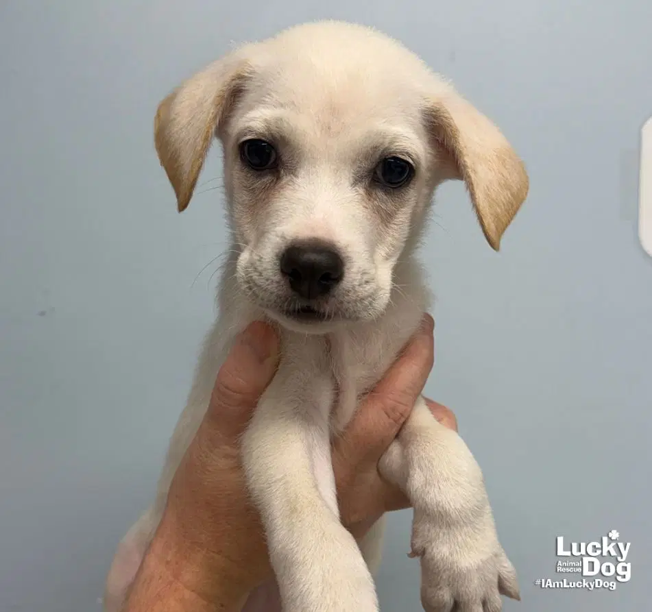 Zuri - Carolina Dog