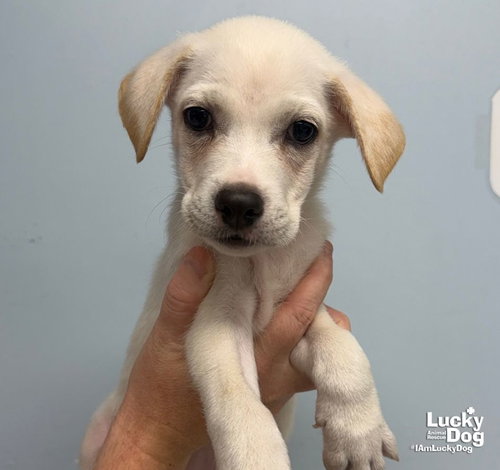 Zuri, a dog for adoption from Lucky Dog Animal Rescue