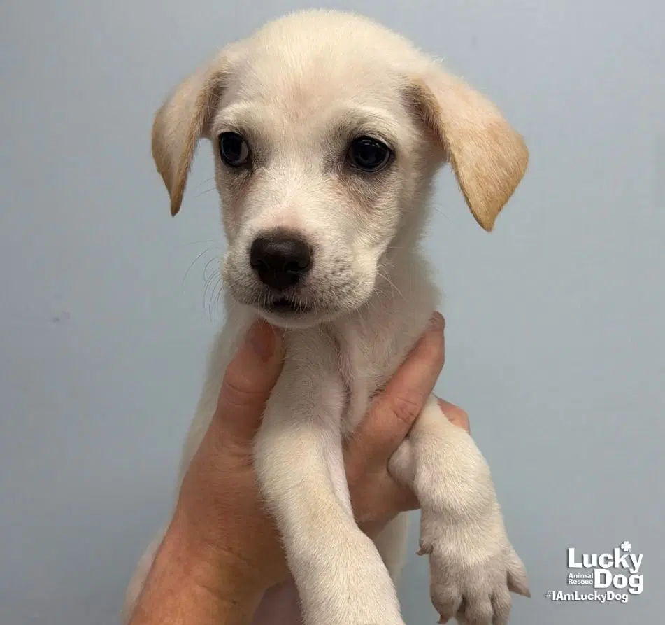 Zuri image 2