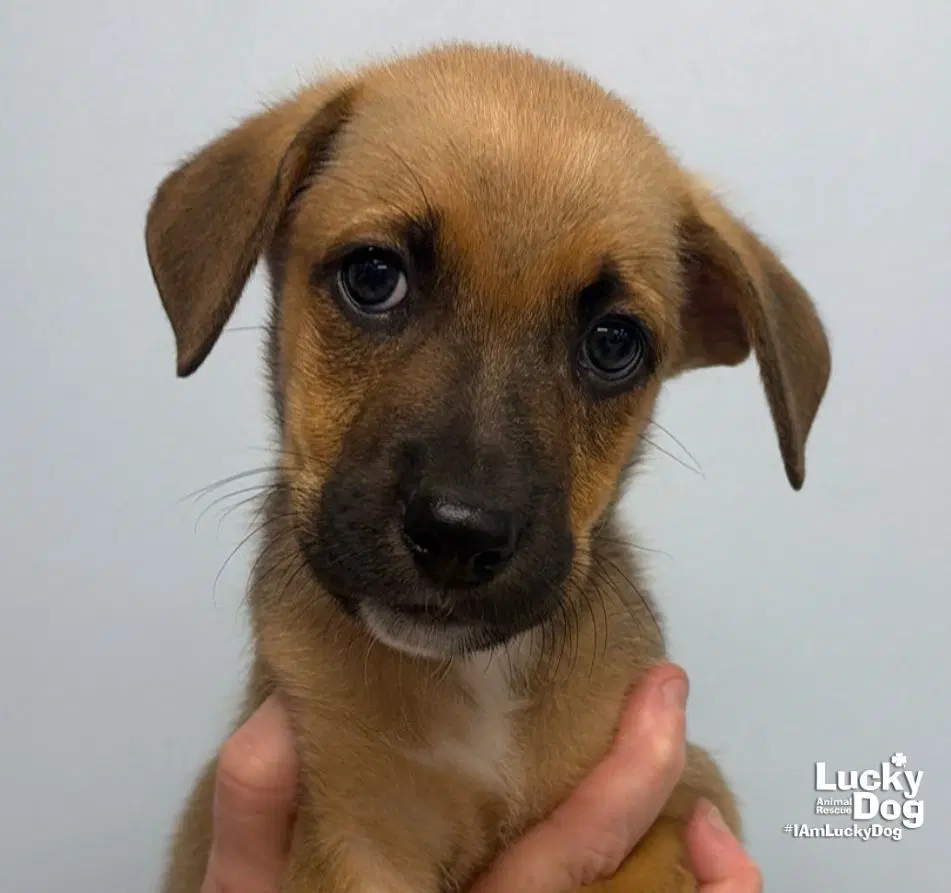 Zara - Carolina Dog