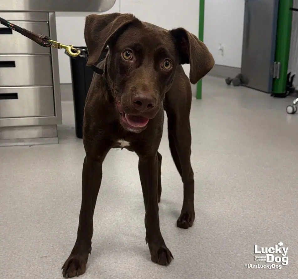 Weasel - Labrador Retriever