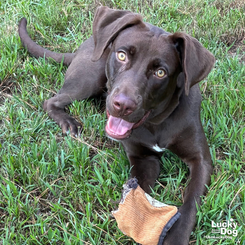 Weasel, a dog for adoption from Lucky Dog Animal Rescue