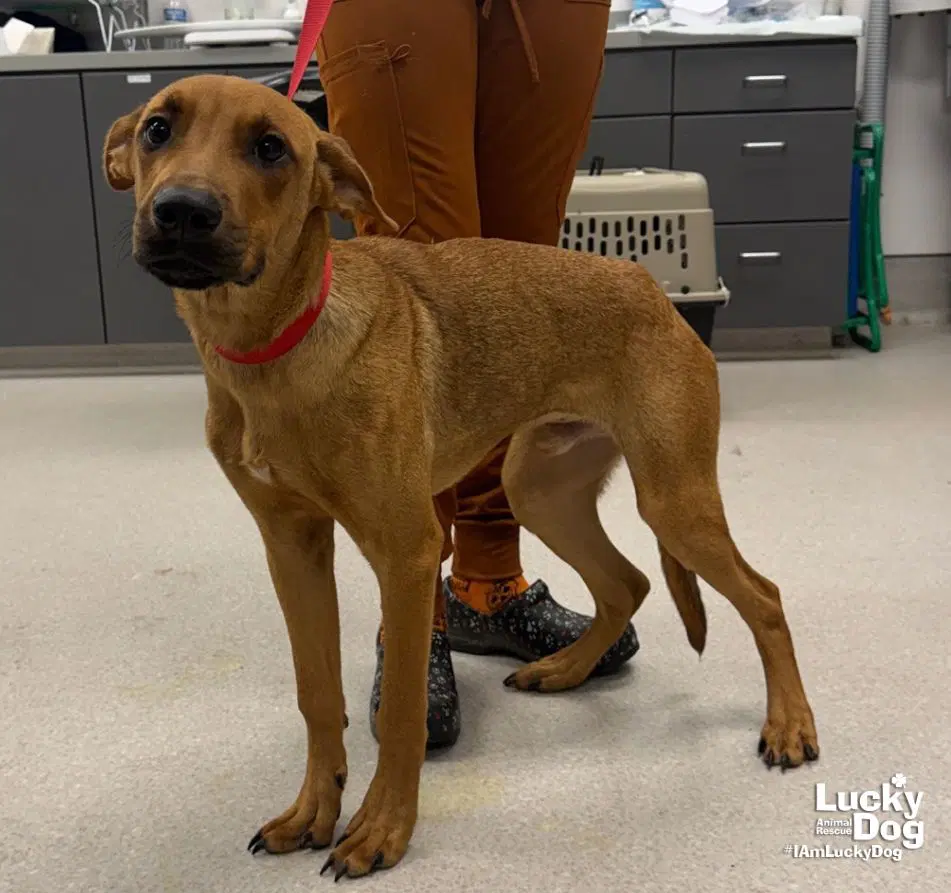 Scrappy Doo - Shepherd