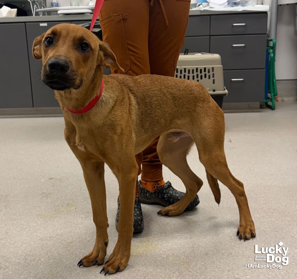 Scrappy Doo