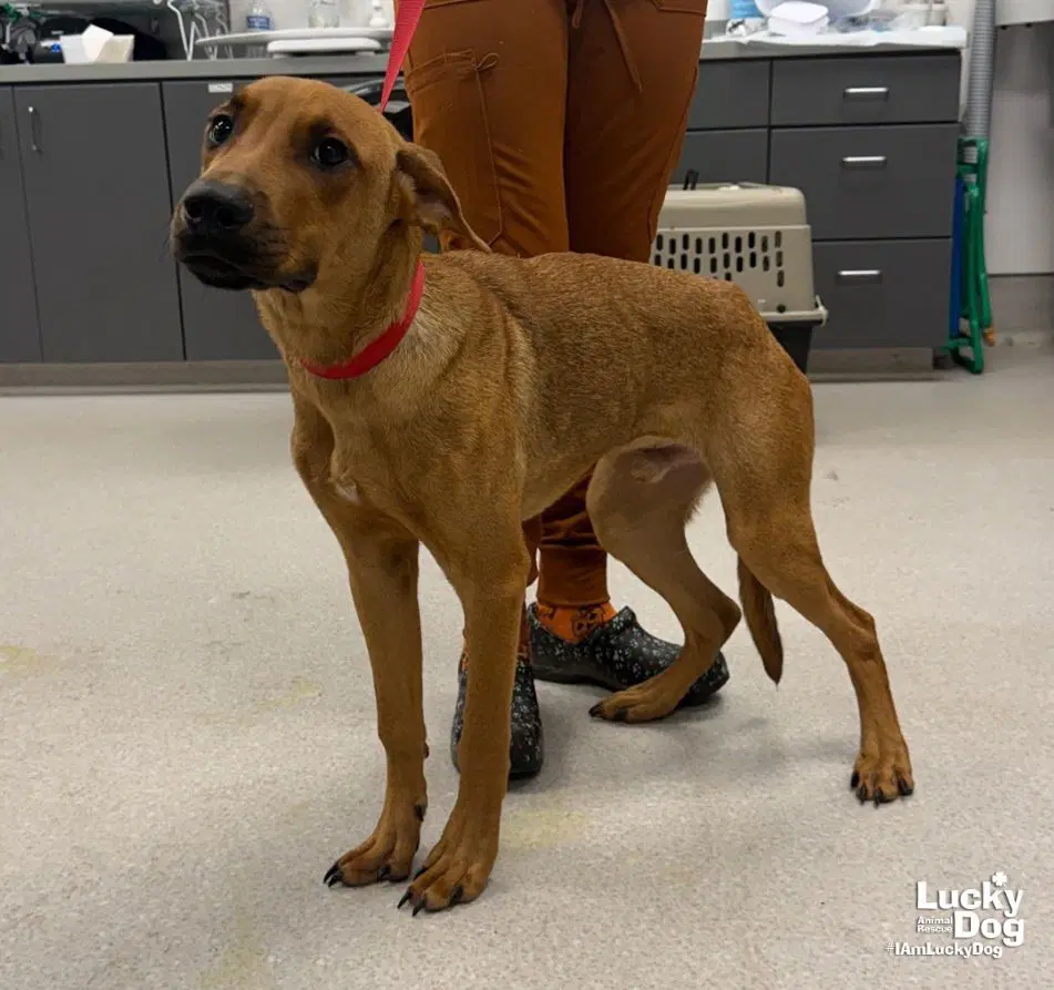 Scrappy Doo image 2