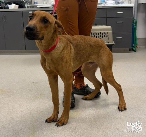Photo 2 of Scrappy Doo