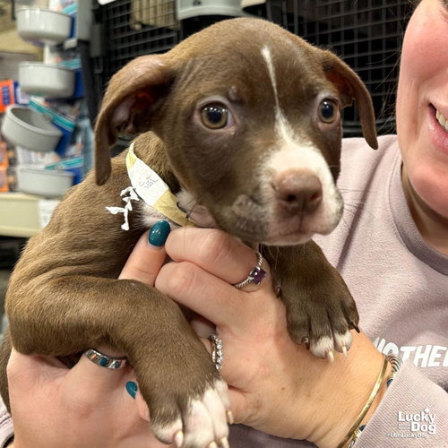 Gecko, a dog for adoption from Lucky Dog Animal Rescue